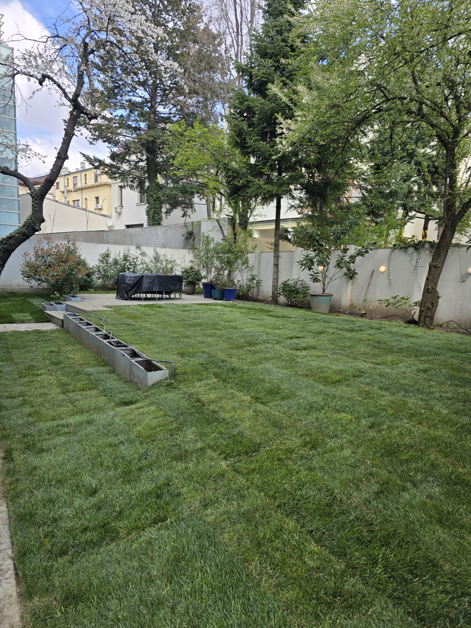 Sistem picurare irigații pentru gard viu și arbuști